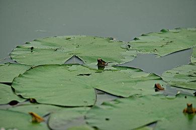 《超时空战记》开发商Cyberstep成立视觉小说品牌